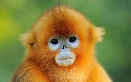 金吉鸟最新爆料图片高清,惊艳瞬间尽收眼底 第1张 金吉鸟最新爆料图片高清,惊艳瞬间尽收眼底 第1张